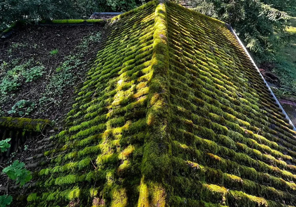 roof cleaning in surrey